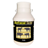 Anfacal Gold